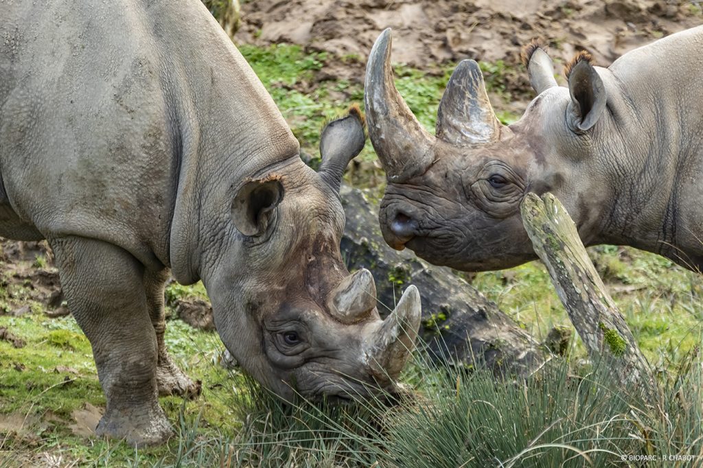 Zoo Doué rhinocéros gal-17893453
